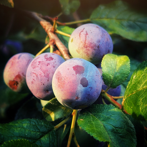 FROSTED PLUM – Holiday Candle - 8 Ounce