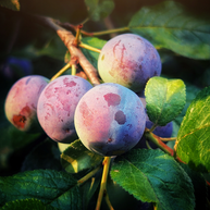 FROSTED PLUM – Holiday Candle - 8 Ounce